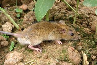 国产黄老鼠视频在线播放,揭秘神秘生物的在线奇观