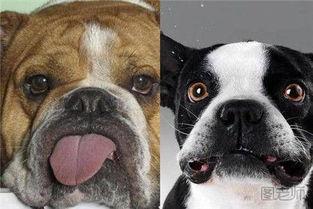 国产斗牛犬玩具视频下载,萌宠互动乐趣无限